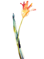 土屋みよ(tulip)(docomo)